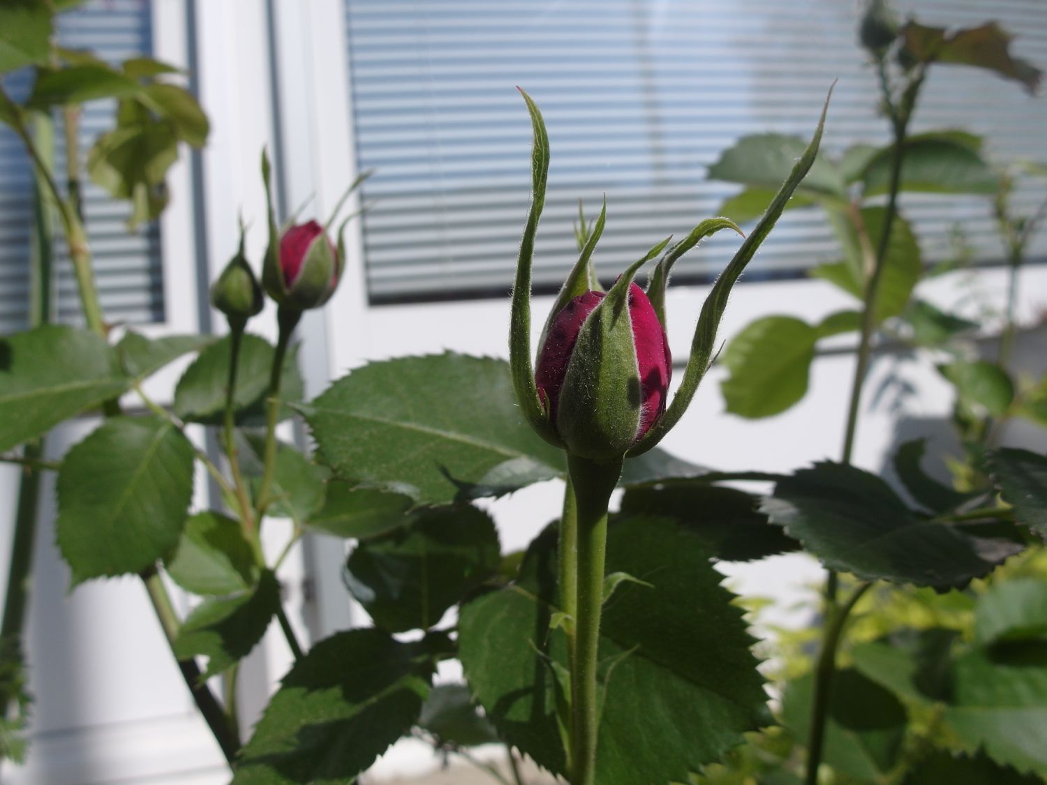 Beetrose 'Minerva' ® - Rosa 'Minerva' ®