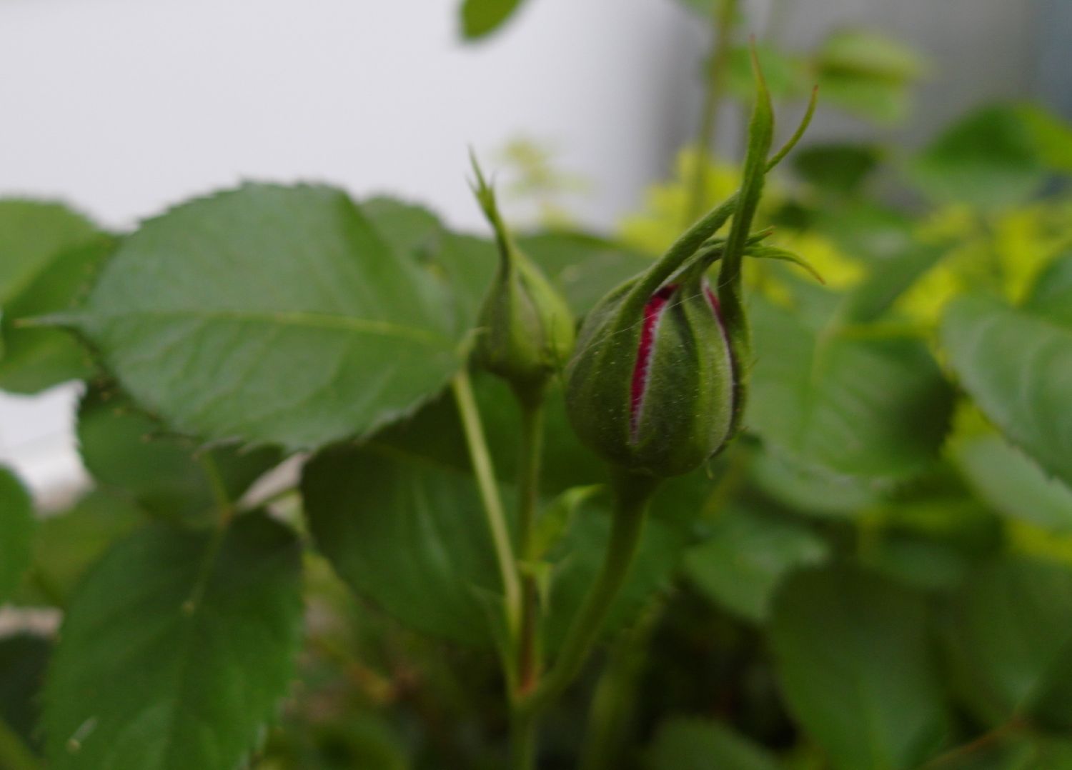 Beetrose 'Minerva' ® - Rosa 'Minerva' ®