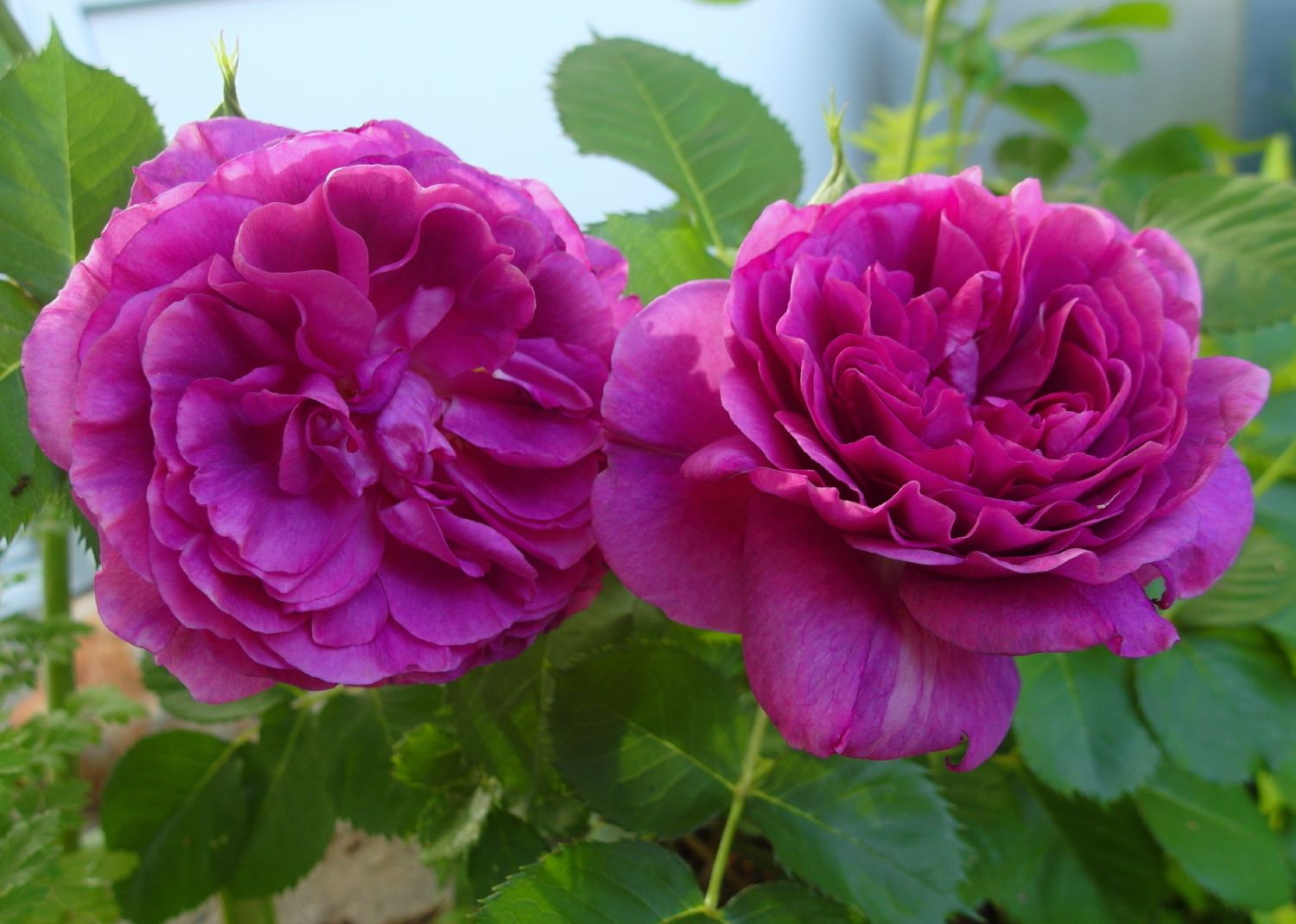 Beetrose 'Minerva' ® - Rosa 'Minerva' ®