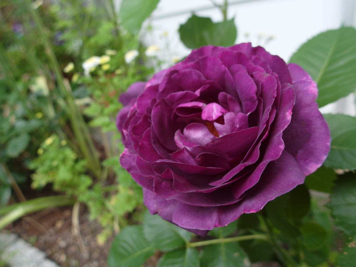 Beetrose 'Minerva' ® - Rosa 'Minerva' ®