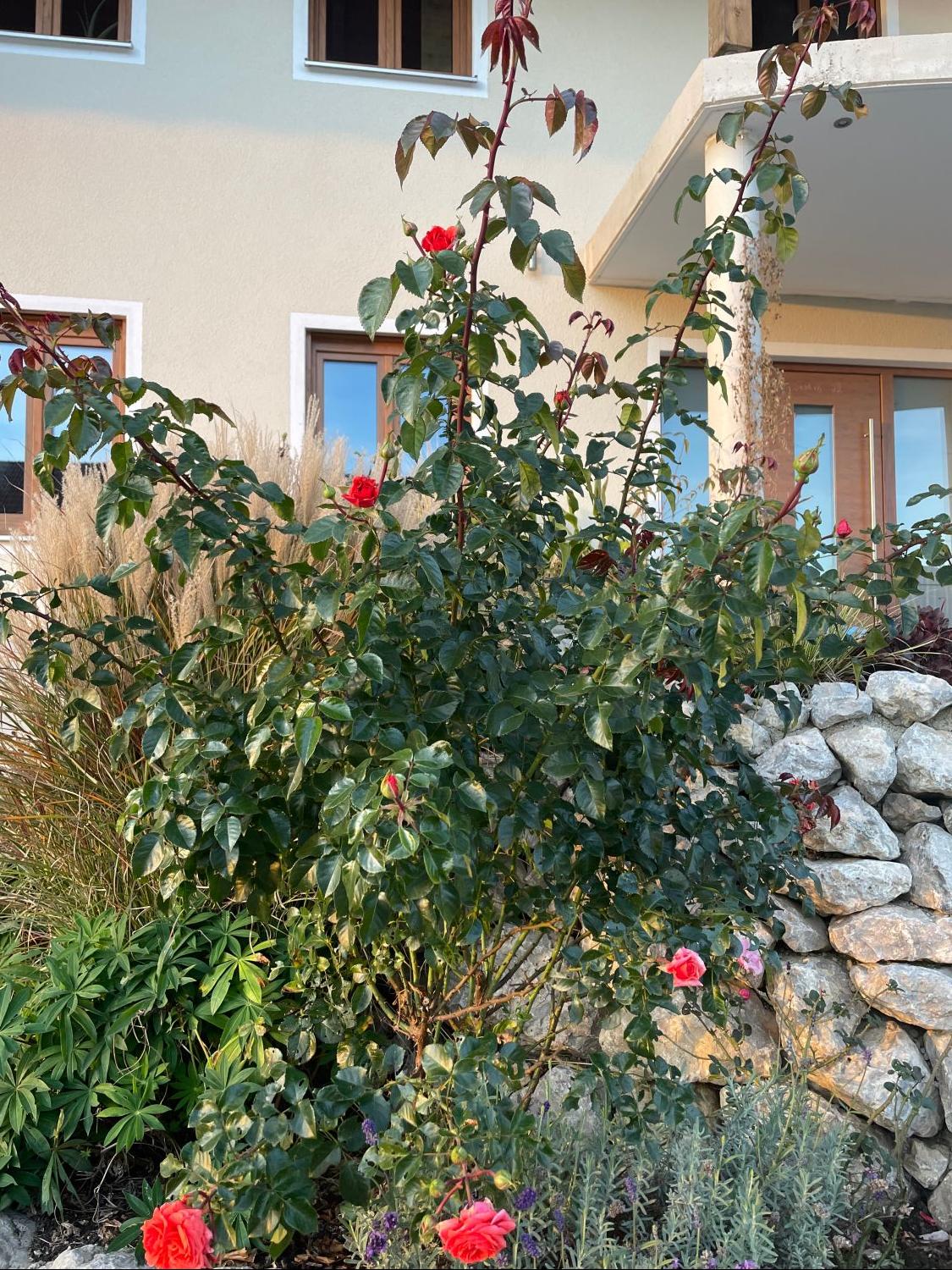 Beetrose 'Orangerie' ® - Rosa 'Orangerie' ® ADR-Rose