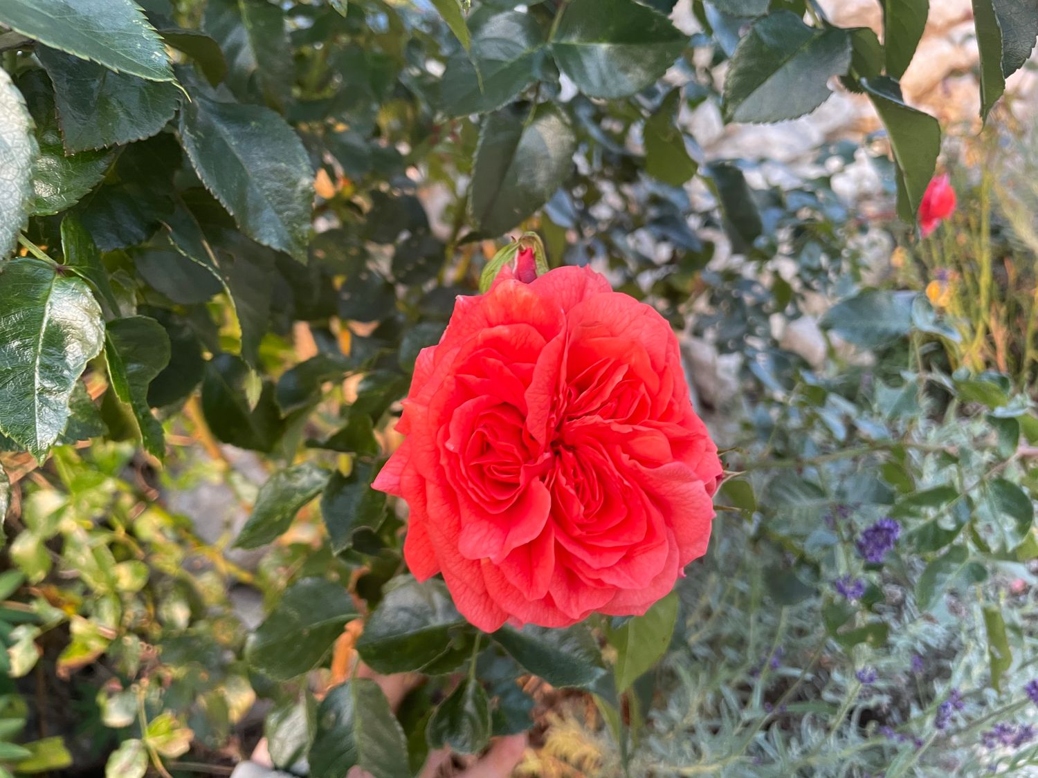 Beetrose 'Orangerie' ® - Rosa 'Orangerie' ® ADR-Rose