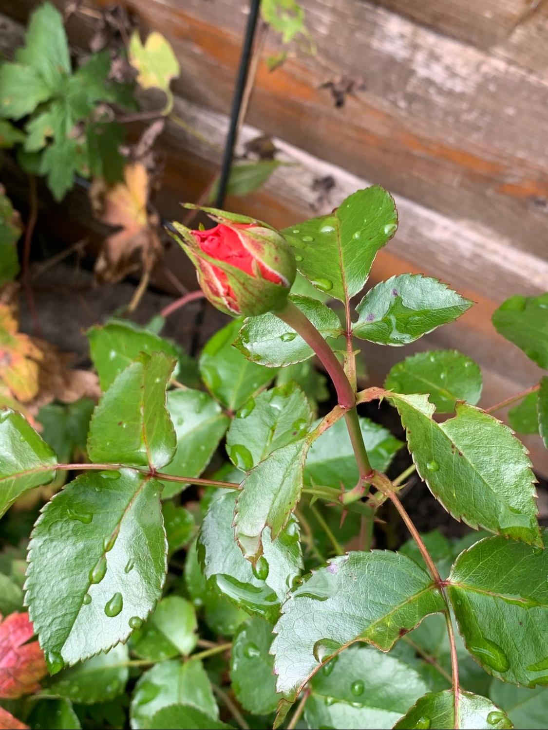 Beetrose 'Orangerie' ® - Rosa 'Orangerie' ® ADR-Rose