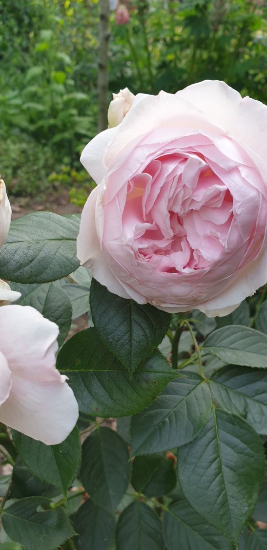 Beetrose Parfuma ® 'Herzogin Christiana' ® Kordes' Rose - Rosa Parfuma ® 'Herzogin Christiana' ® Kordes' Rose ADR-Rose