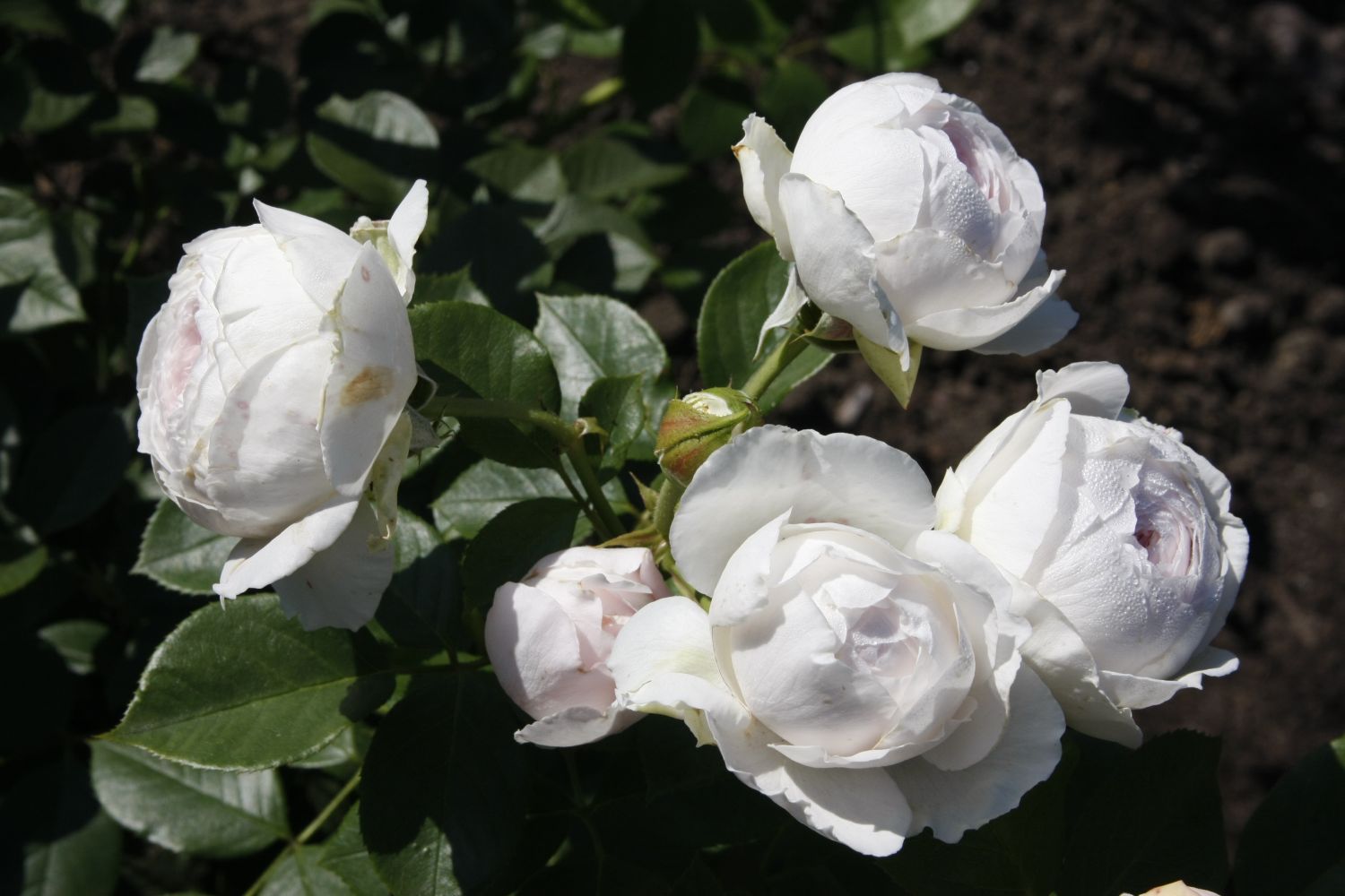 Beetrose Parfuma ® 'Herzogin Christiana' ® Kordes' Rose - Rosa Parfuma ® 'Herzogin Christiana' ® Kordes' Rose ADR-Rose