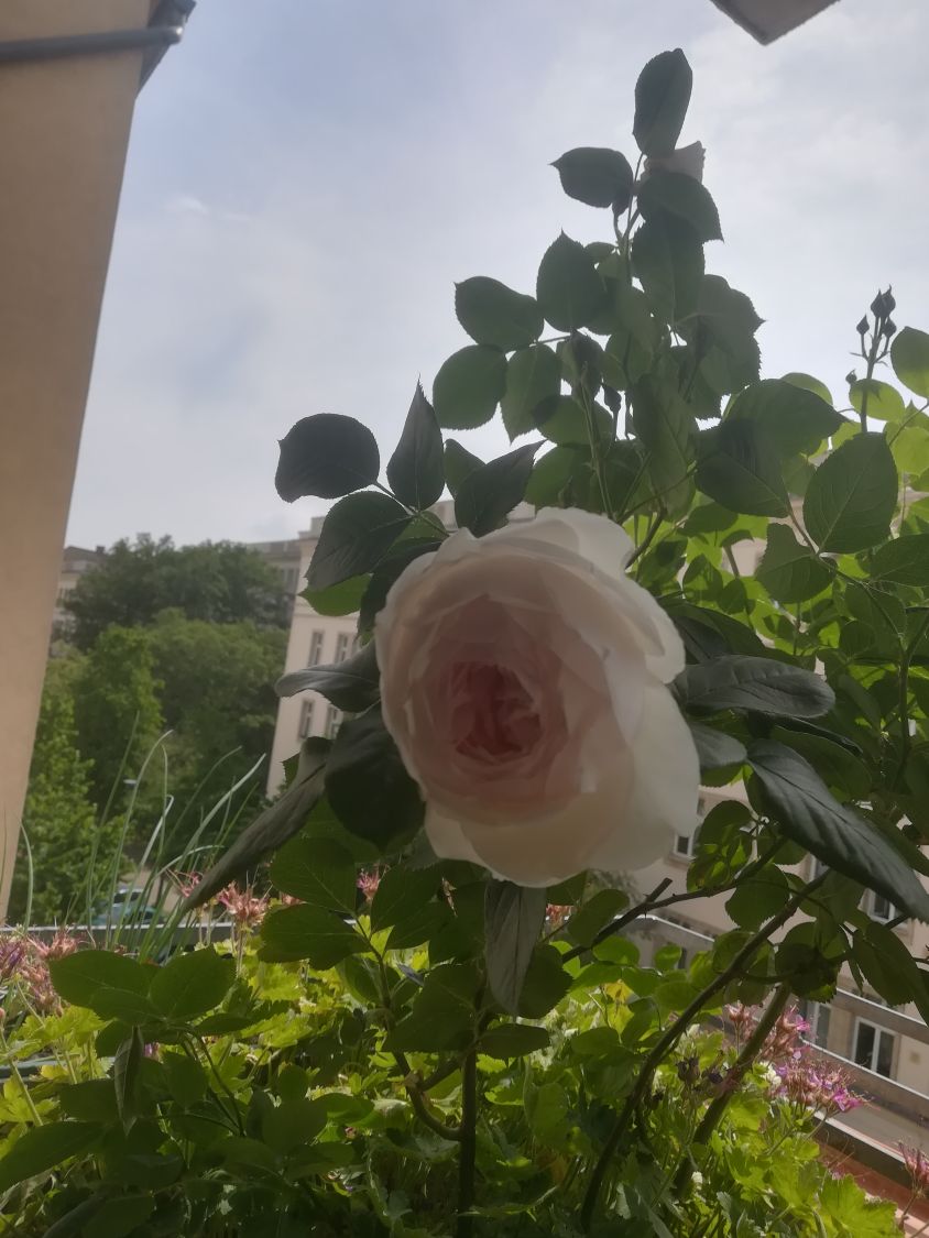 Beetrose Parfuma ® 'Herzogin Christiana' ® Kordes' Rose - Rosa Parfuma ® 'Herzogin Christiana' ® Kordes' Rose ADR-Rose