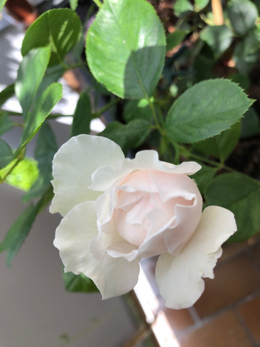 Beetrose Parfuma ® 'Herzogin Christiana' ® Kordes' Rose - Rosa Parfuma ® 'Herzogin Christiana' ® Kordes' Rose ADR-Rose