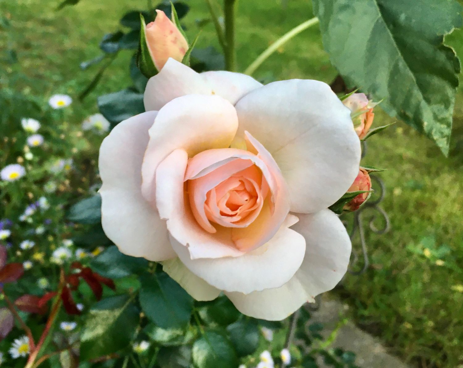 Beetrose 'Sirius' ® - Rosa 'Sirius' ® ADR-Rose