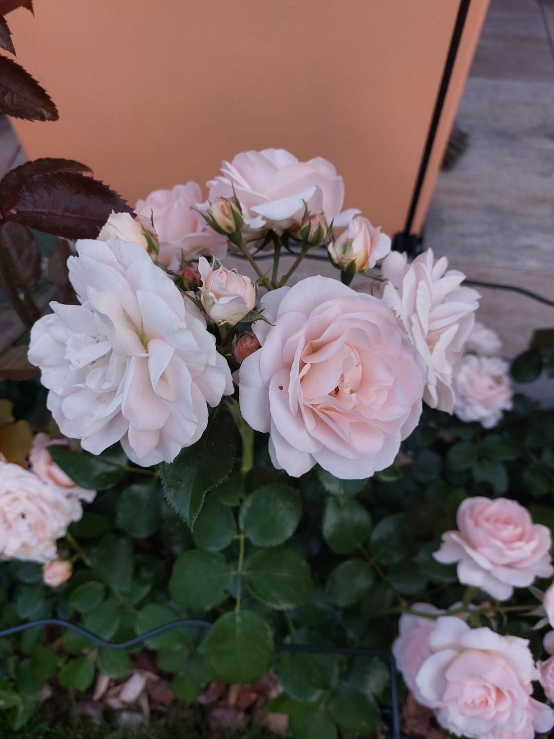 Beetrose 'Sirius' ® - Rosa 'Sirius' ® ADR-Rose