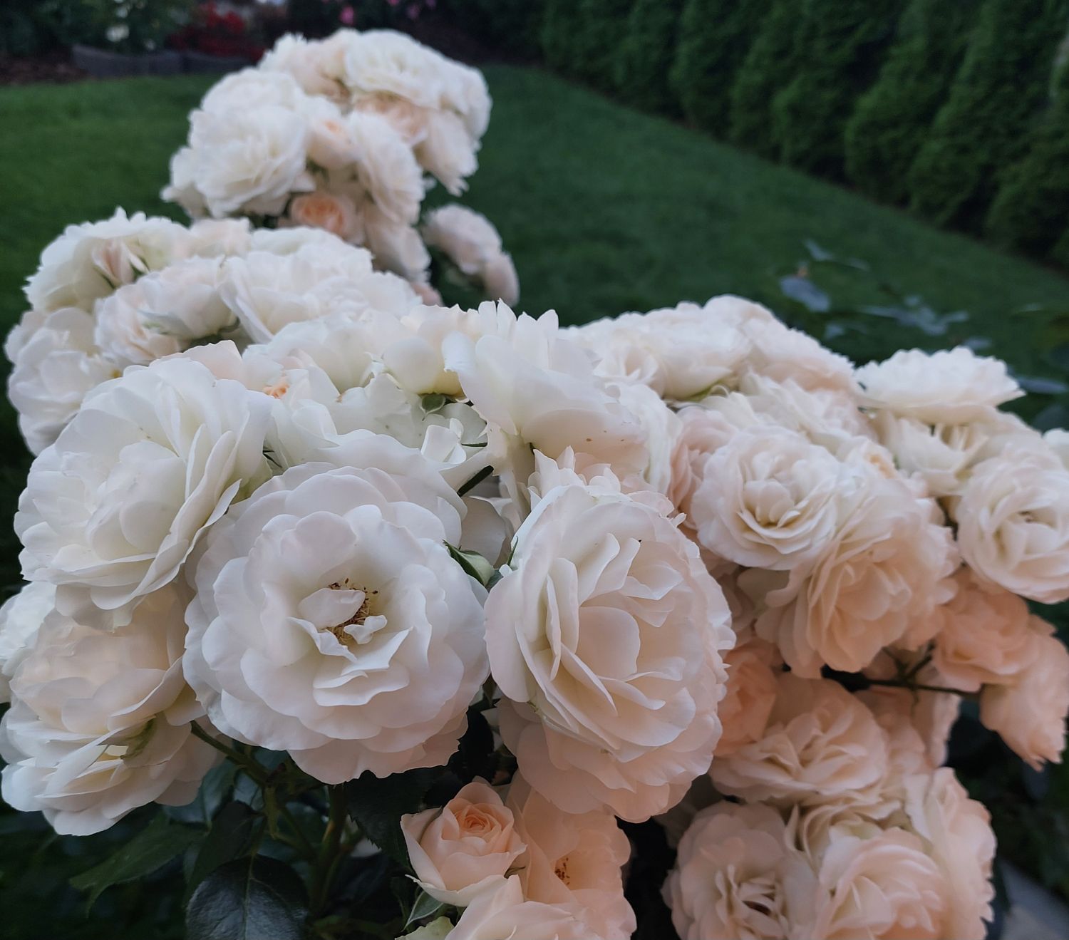 Beetrose 'Sirius' ® - Rosa 'Sirius' ® ADR-Rose