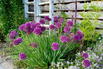 Berglauch 'Lavender Bubbles' - Allium senescens 'Lavender Bubbles'