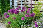 Berglauch 'Lavender Bubbles' - Allium senescens 'Lavender Bubbles'