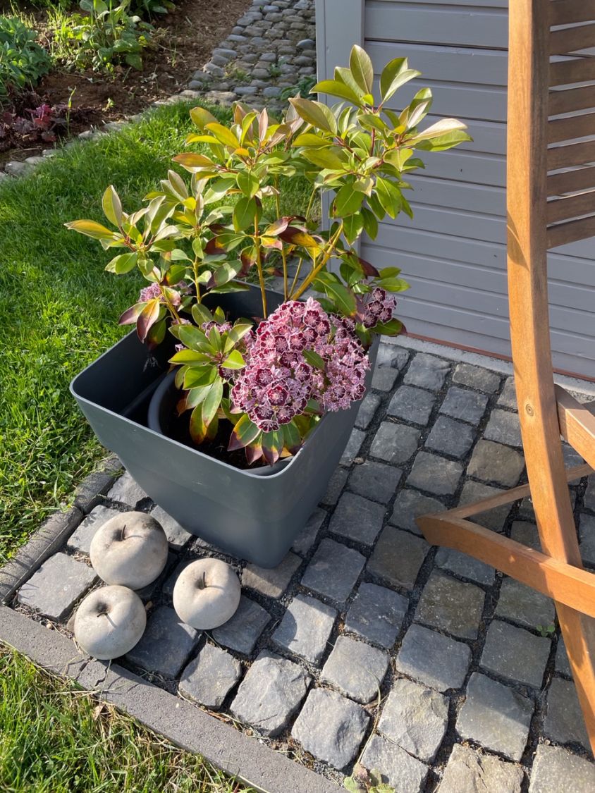 Berglorbeer / Breitblättrige Lorbeerrose 'Sterntaler' - Kalmia latifolia 'Sterntaler'