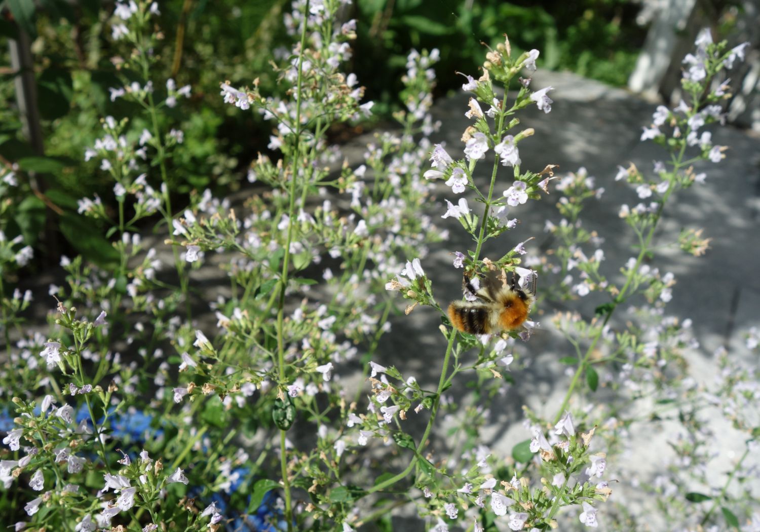 Bergminze - Calamintha nepeta