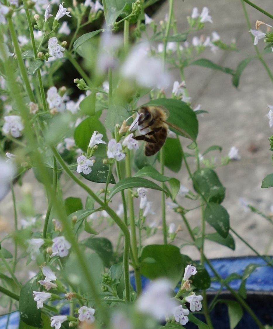 Bergminze - Calamintha nepeta