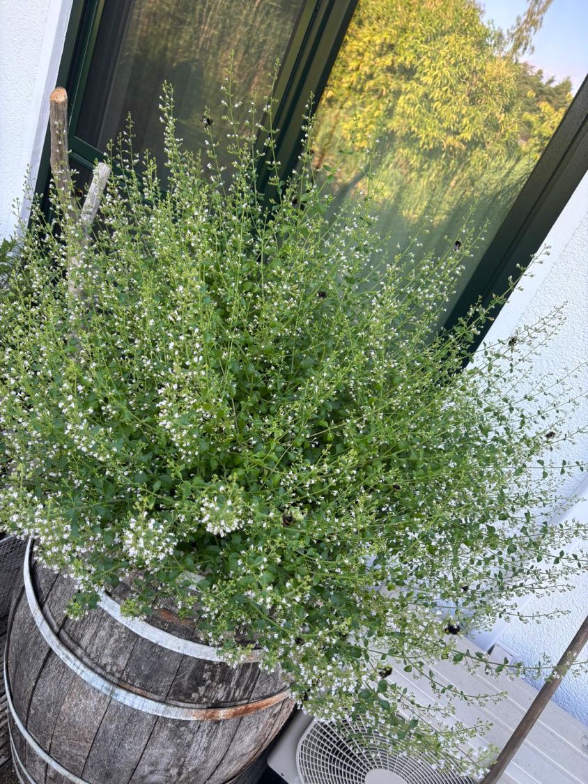 Bergminze - Calamintha nepeta