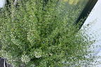 Bergminze - Calamintha nepeta