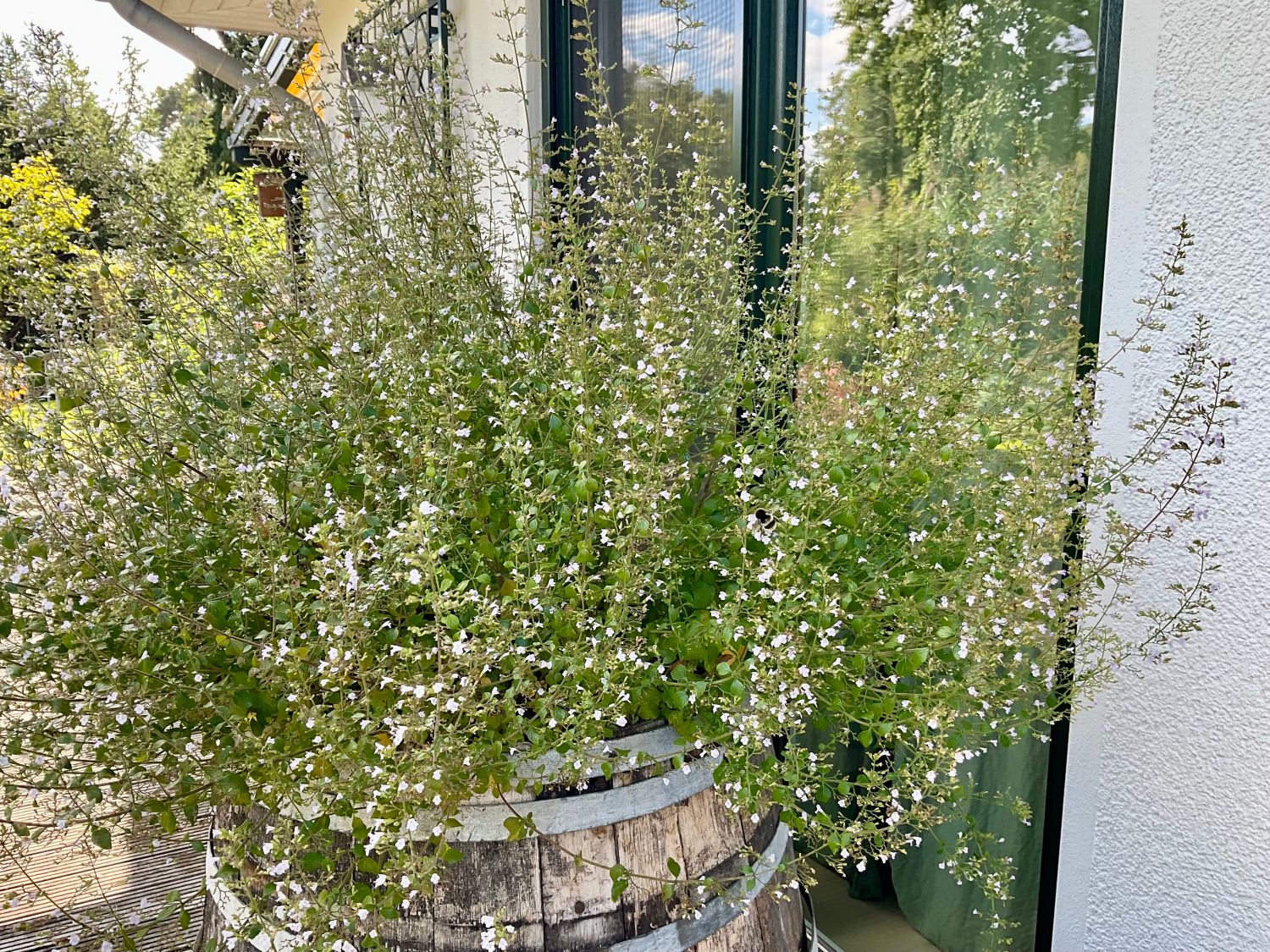 Bergminze - Calamintha nepeta