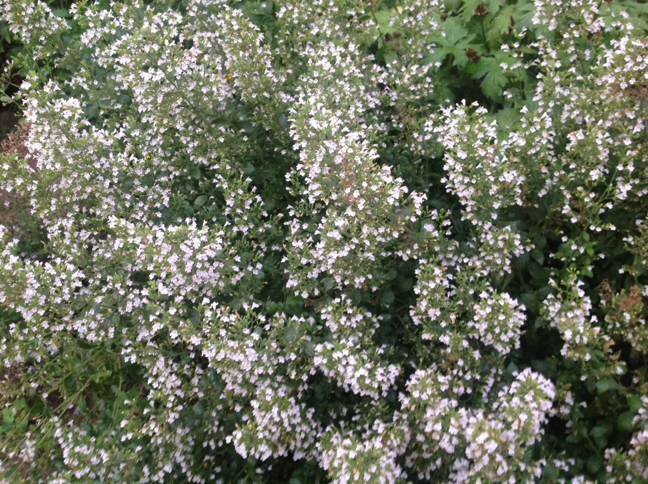 Bergminze - Calamintha nepeta