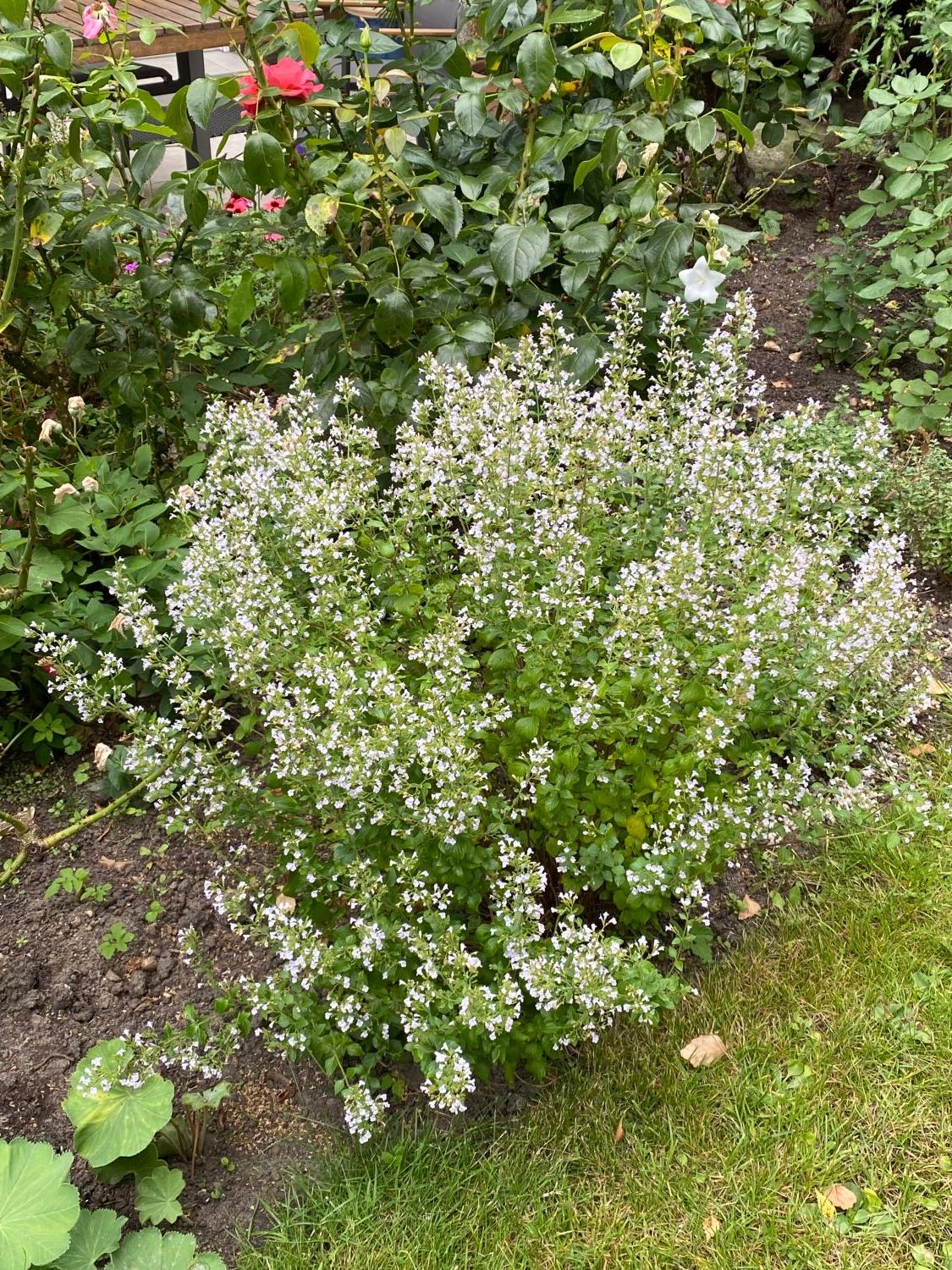 Bergminze - Calamintha nepeta