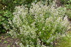 Bergminze - Calamintha nepeta