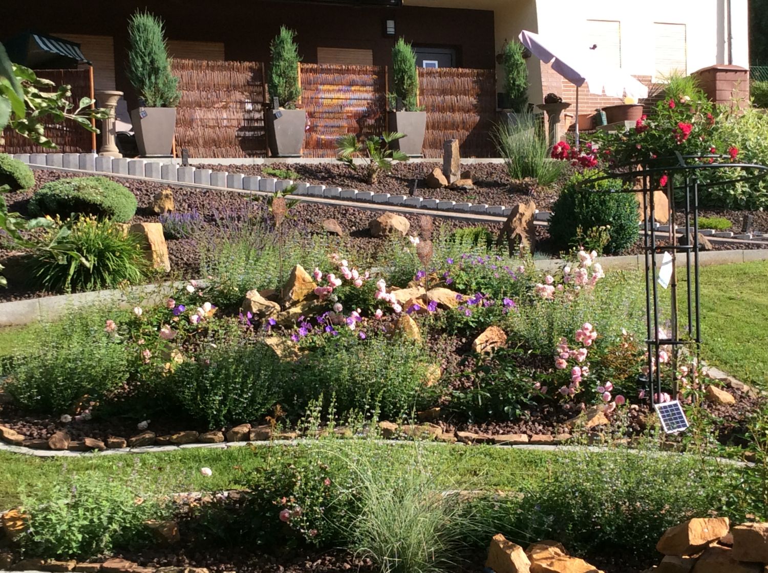 Bergminze - Calamintha nepeta