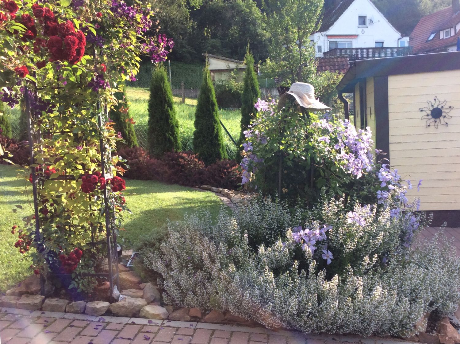 Bergminze - Calamintha nepeta