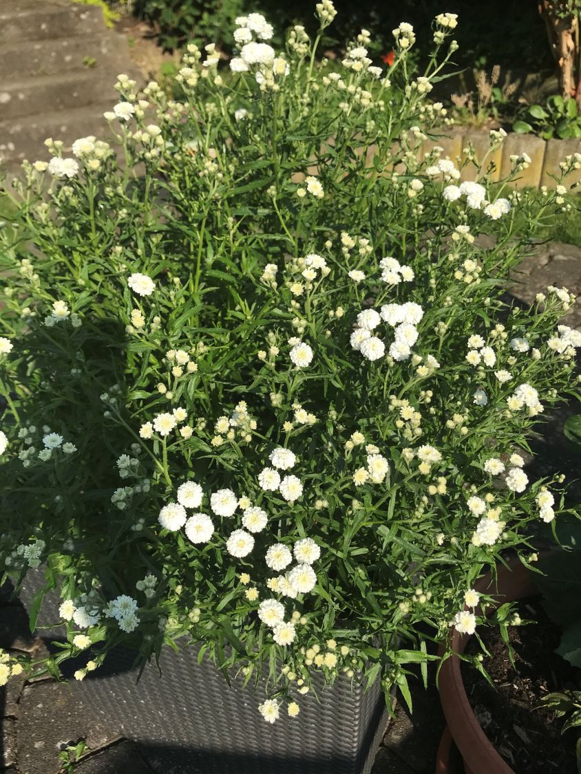 Bertrams-Garbe 'Diadem' - Achillea ptarmica 'Diadem'