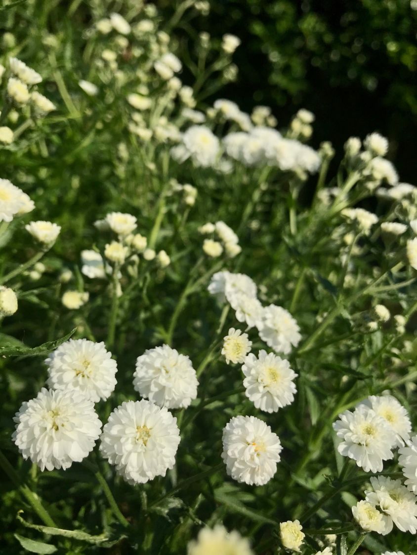 Bertrams-Garbe 'Diadem' - Achillea ptarmica 'Diadem'