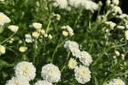 Bertrams-Garbe 'Diadem' - Achillea ptarmica 'Diadem'