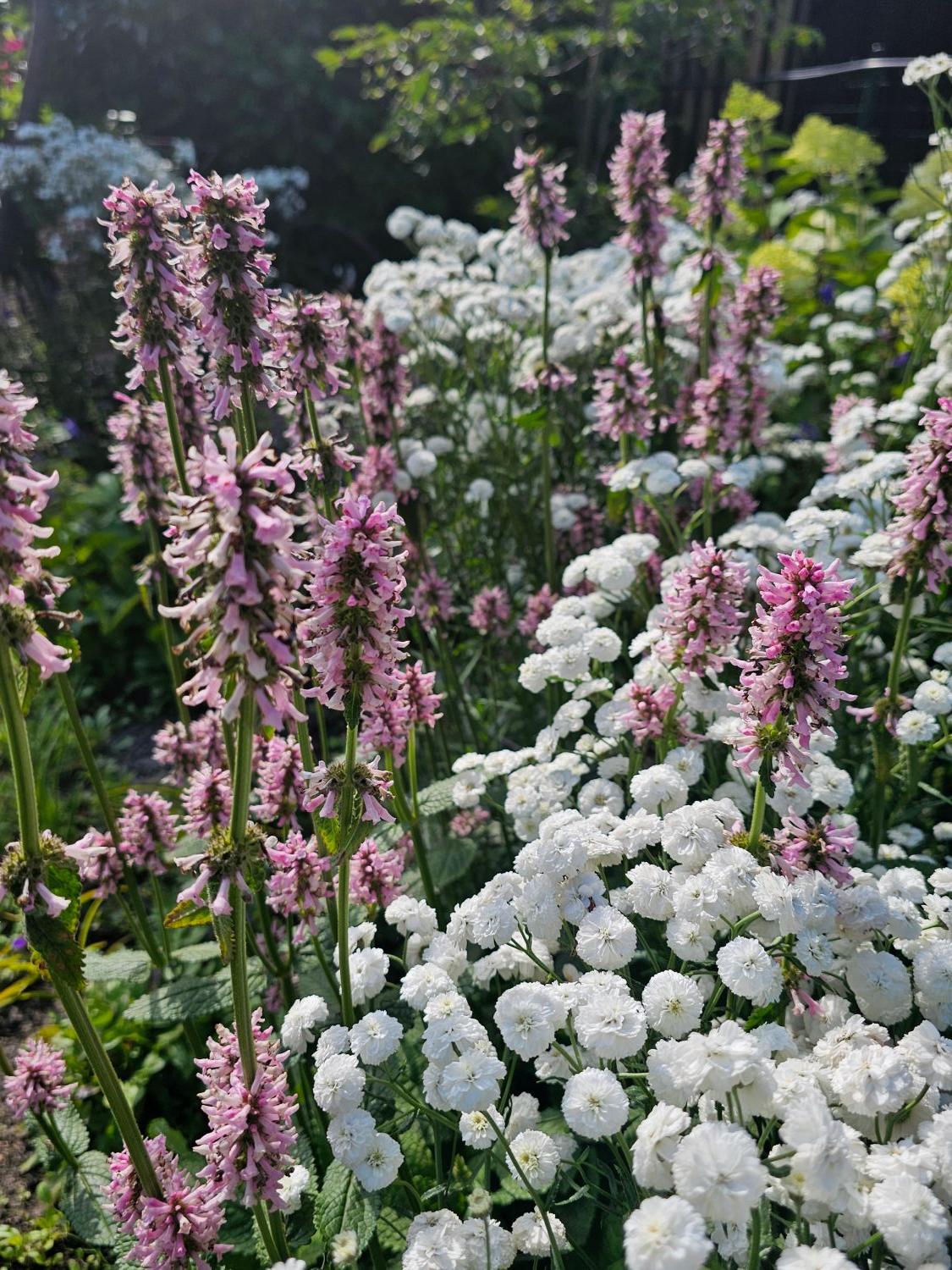 Bertrams-Garbe 'Peter Cottontail' - Achillea ptarmica 'Peter Cottontail'