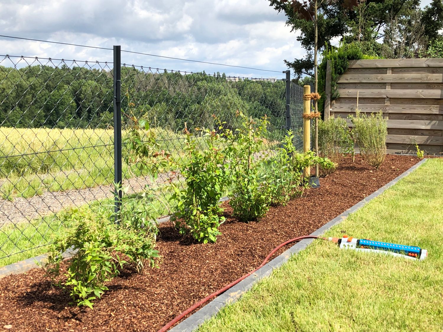 Bienen-Nährgehölz-Pflanzpaket aus 4 Pflanzen - Unterstützung für Bienen & Hummeln