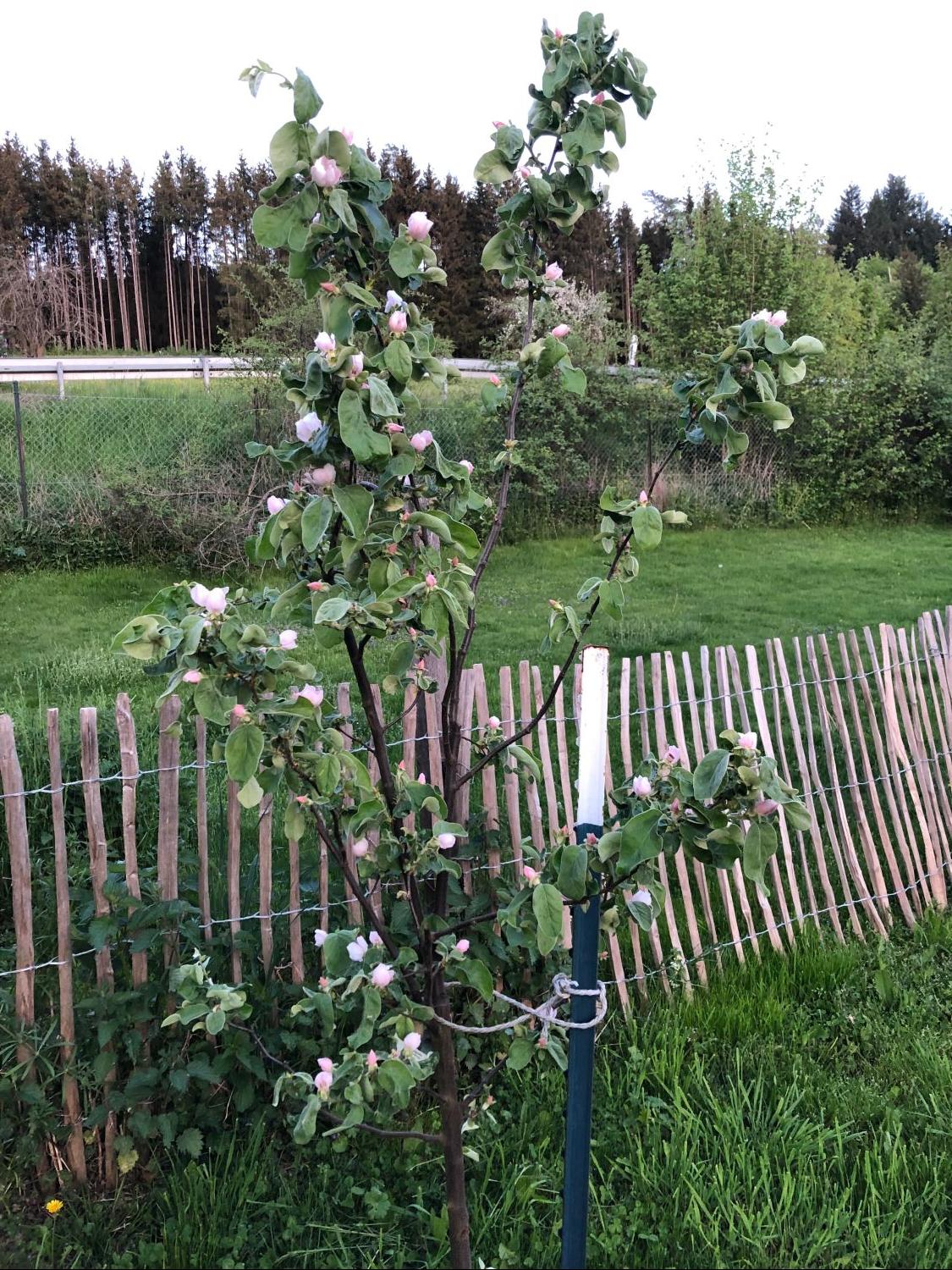 Birnen-Quitte 'Vranja' - Cydonia oblonga 'Vranja'
