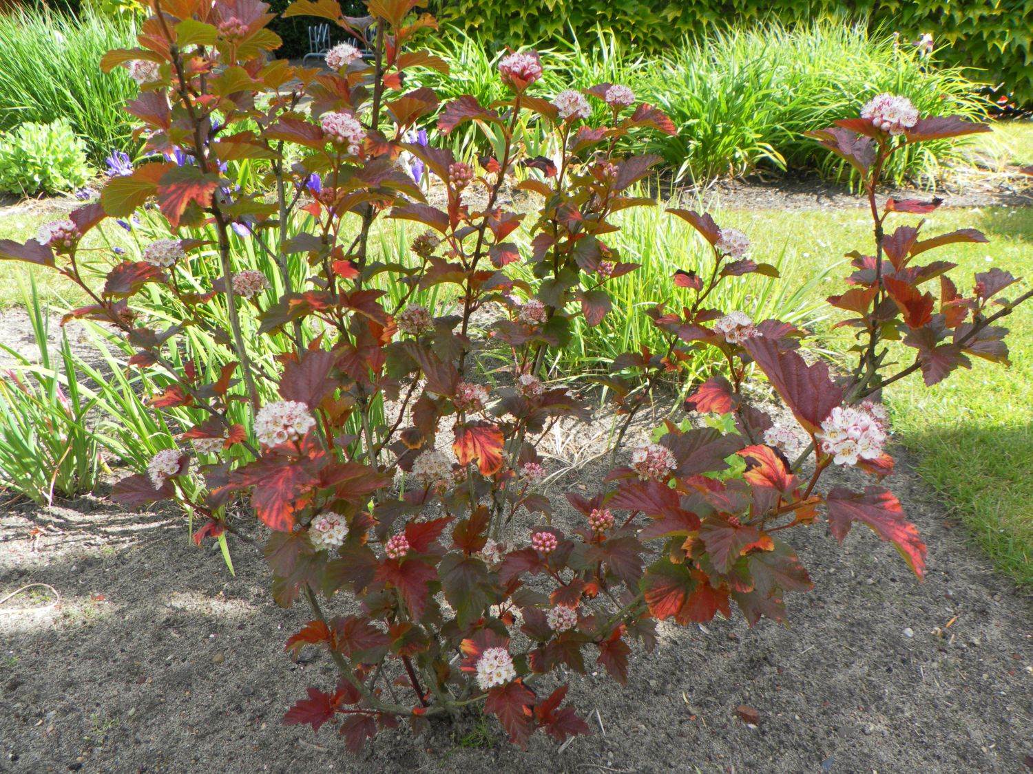 Blasenspiere 'Amber Jubilee' ® Physocarpus opulifolius 'Amber Jubilee