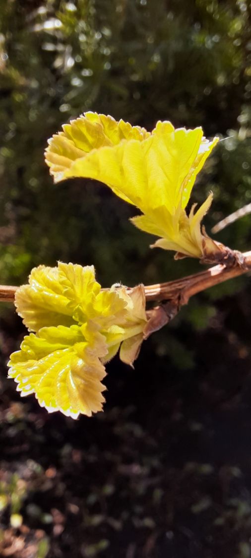 Blasenspiere / Gelbe Blasenspiere 'Dart's Gold' Physocarpus