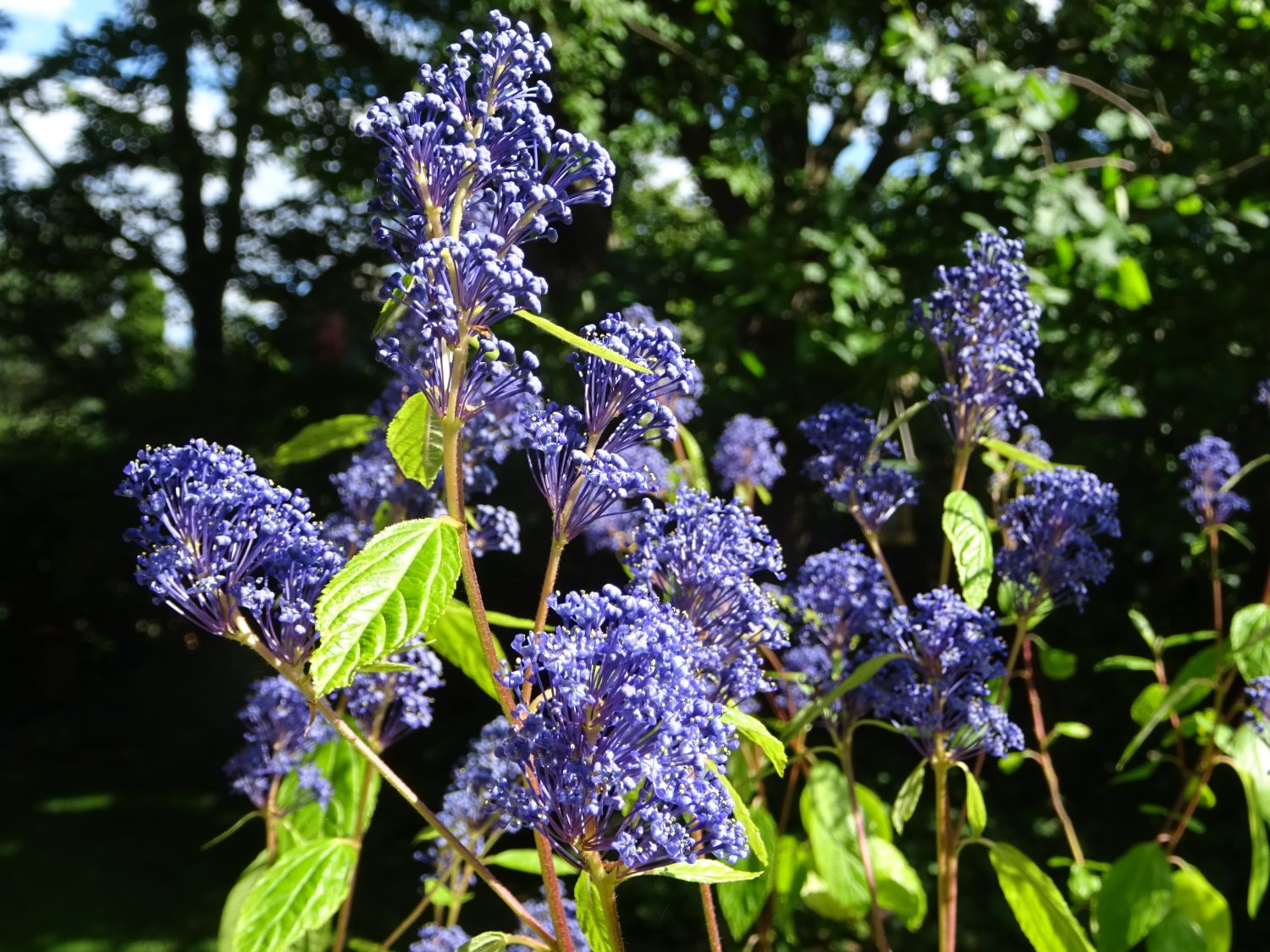 Blaue Säckelblume 'Glorie de Versailles' Ceanothus delilianus 'Glorie