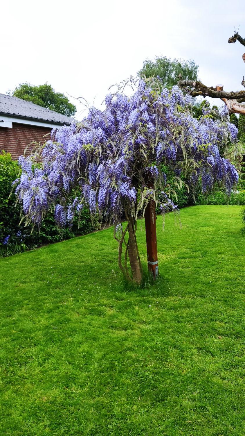 Blauregen 'Blue Dream' - Wisteria 'Blue Dream' - Baumschule Horstmann