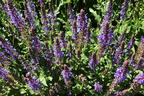 Blüten-Salbei 'Caradonna' - Salvia nemorosa 'Caradonna'