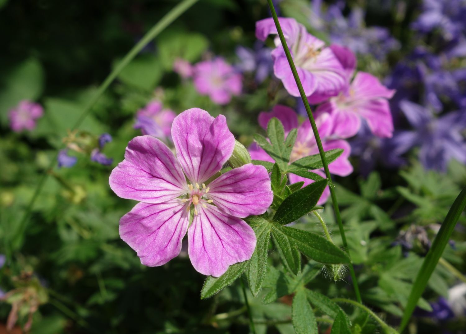 Blut-Storchschnabel 'Canon Miles' - Geranium sanguineum 'Canon Miles'