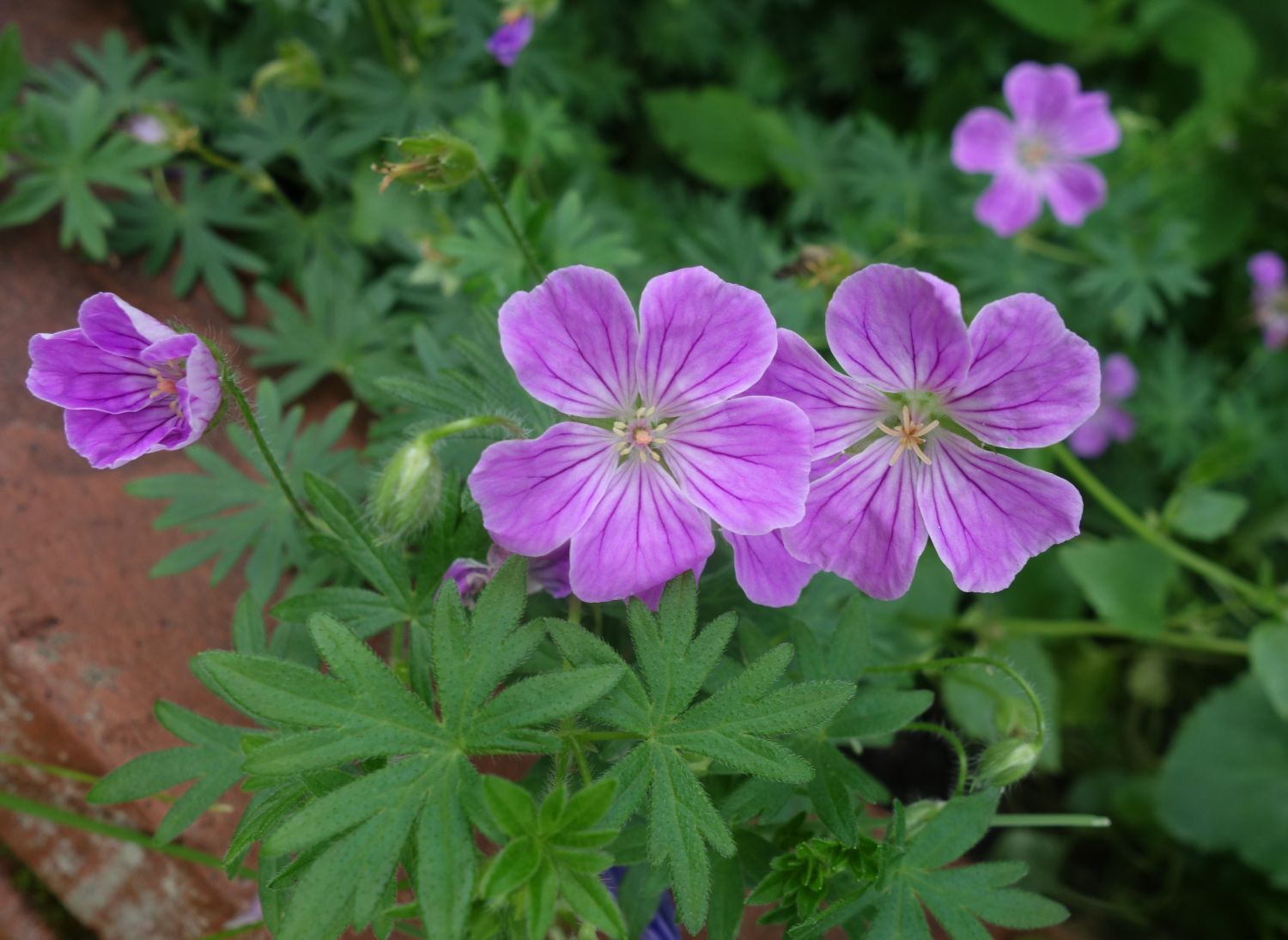Blut-Storchschnabel 'Canon Miles' - Geranium sanguineum 'Canon Miles'