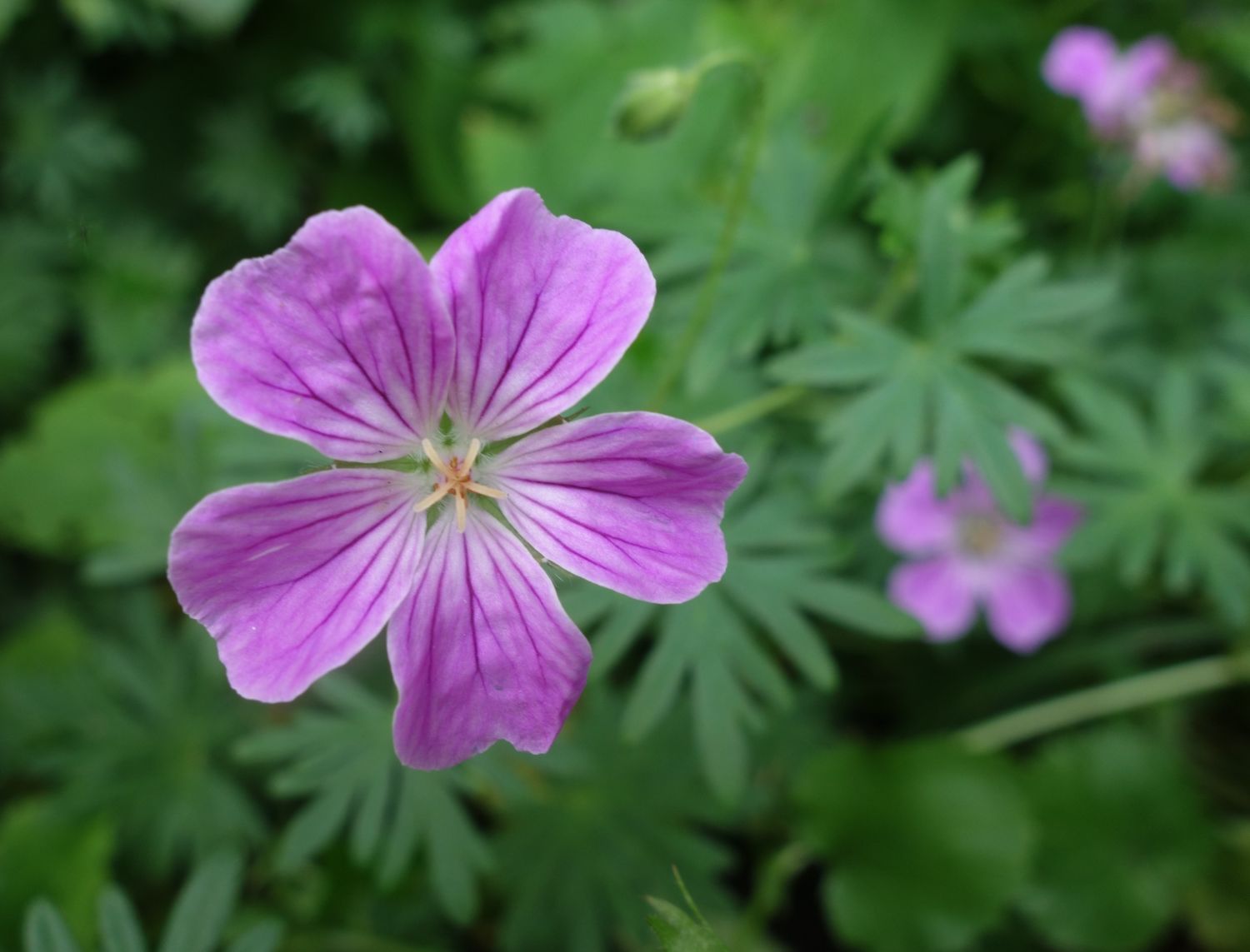 Blut-Storchschnabel 'Canon Miles' - Geranium sanguineum 'Canon Miles'