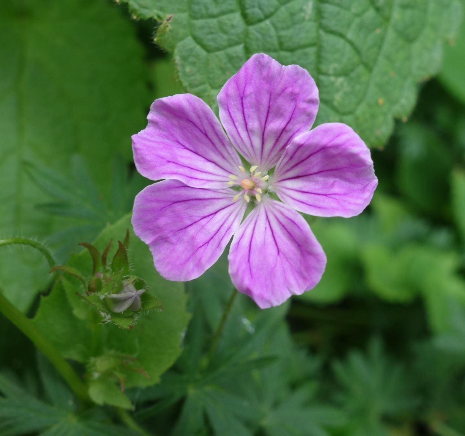 Blut-Storchschnabel 'Canon Miles' - Geranium sanguineum 'Canon Miles'
