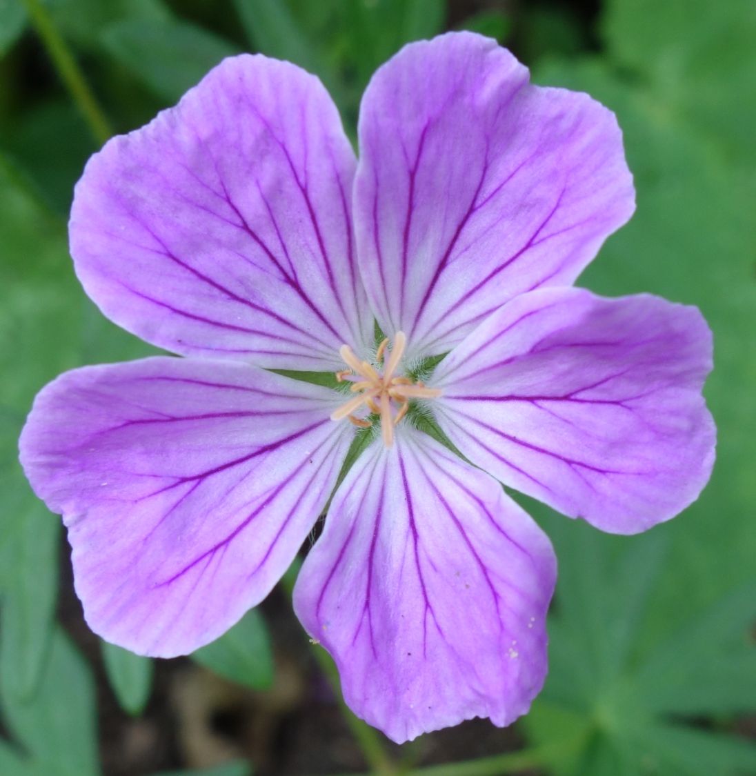 Blut-Storchschnabel 'Canon Miles' - Geranium sanguineum 'Canon Miles'