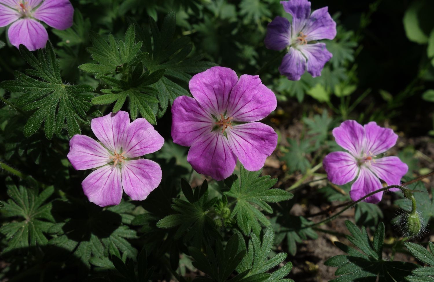 Blut-Storchschnabel 'Canon Miles' - Geranium sanguineum 'Canon Miles'