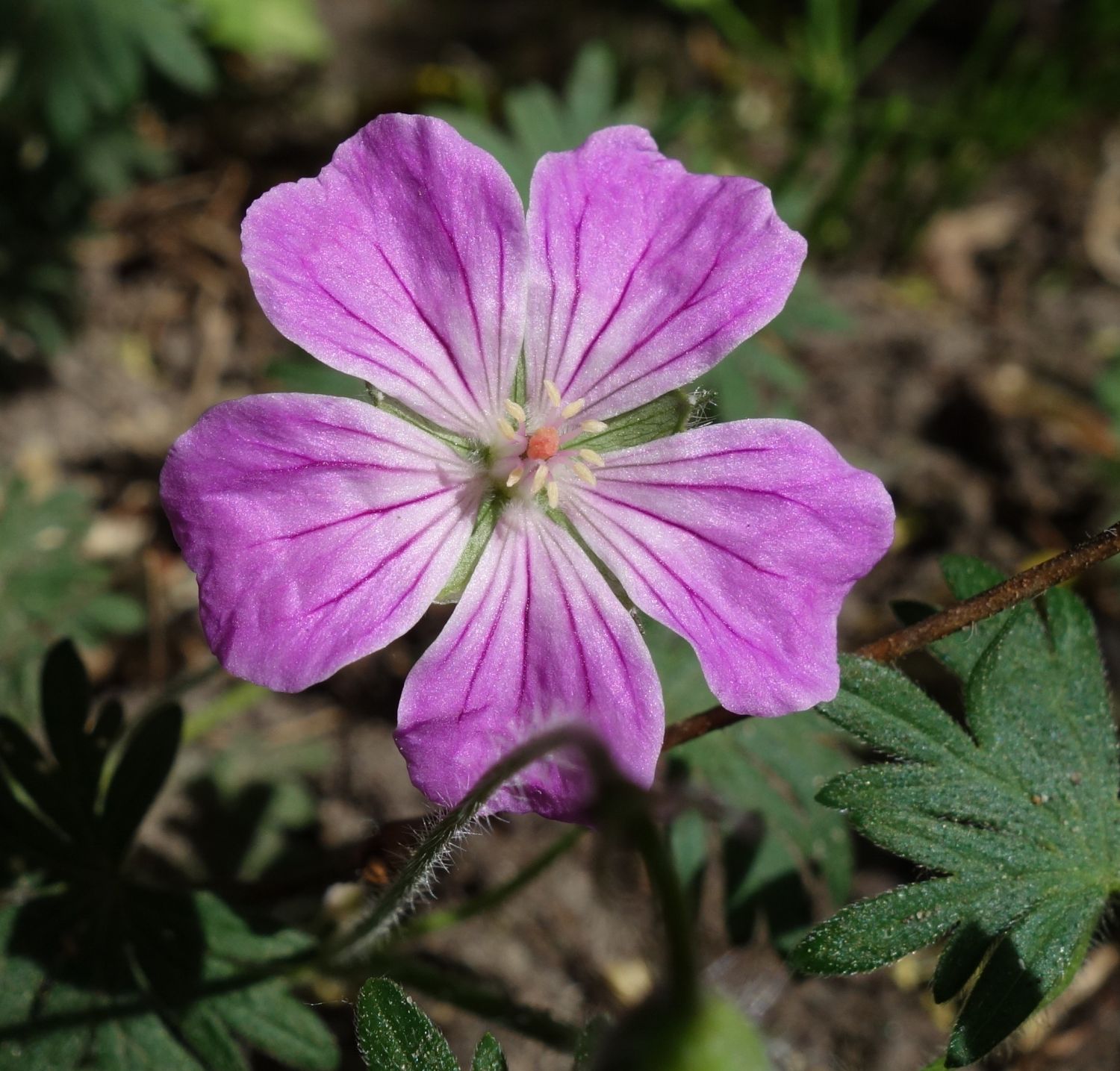 Blut-Storchschnabel 'Canon Miles' - Geranium sanguineum 'Canon Miles'