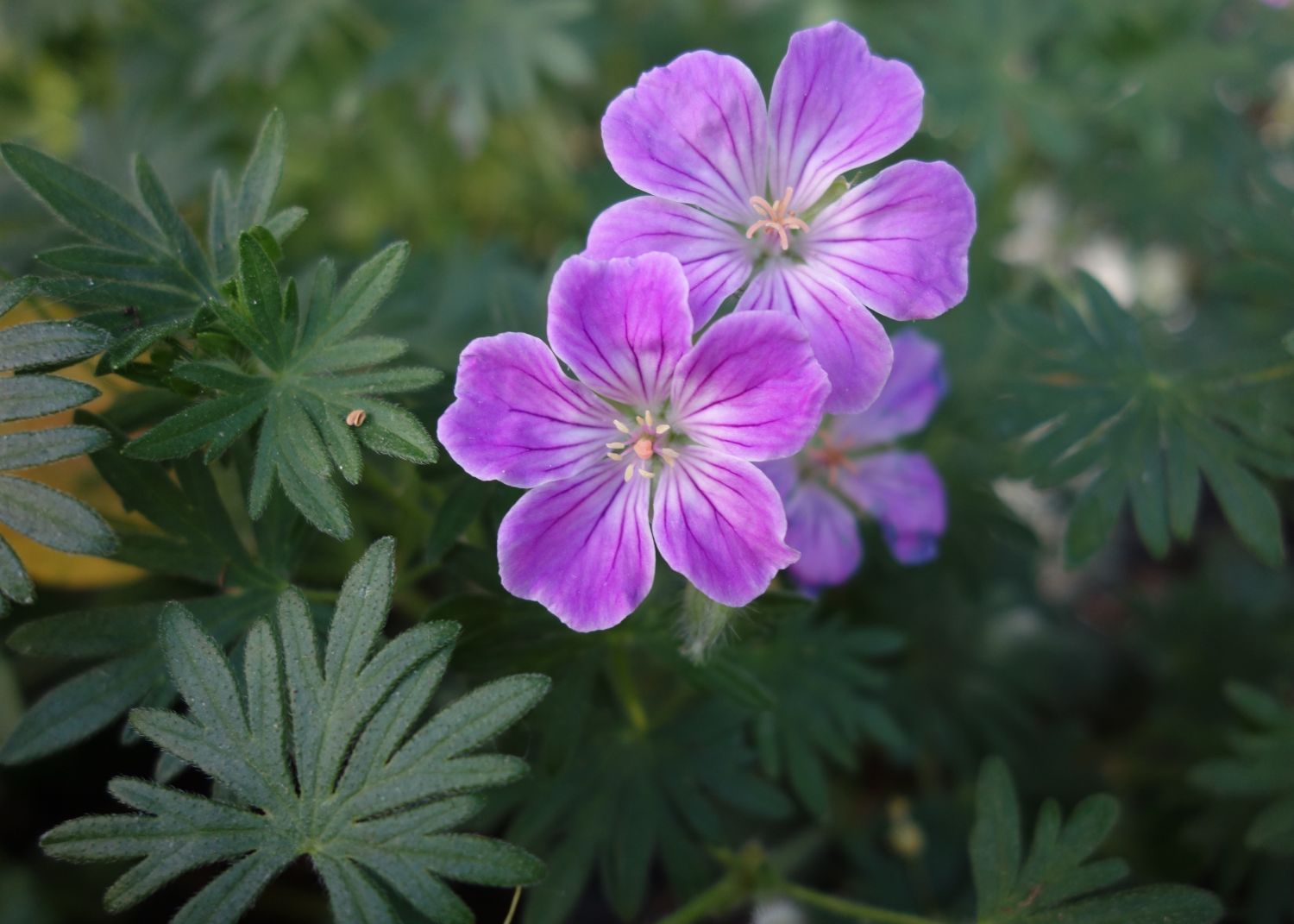 Blut-Storchschnabel 'Canon Miles' - Geranium sanguineum 'Canon Miles'