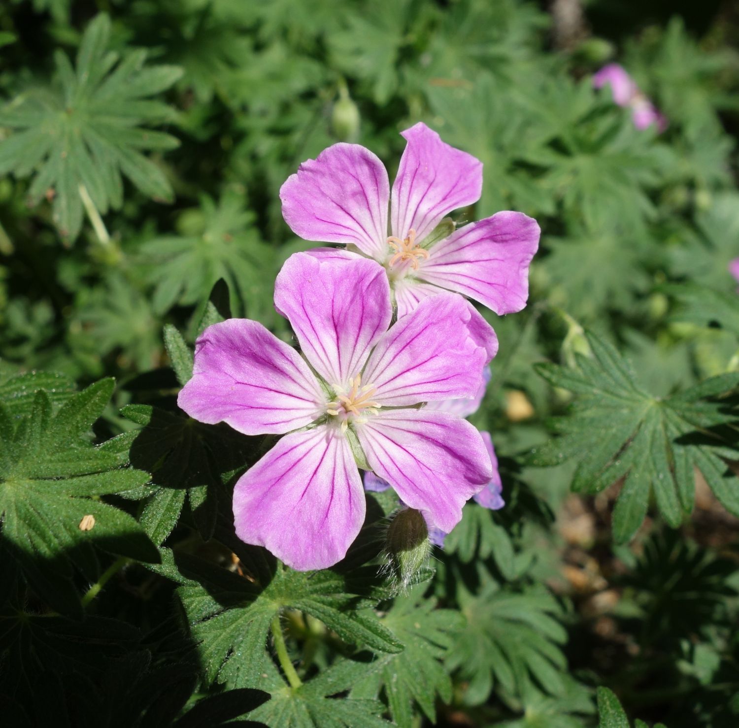 Blut-Storchschnabel 'Canon Miles' - Geranium sanguineum 'Canon Miles'