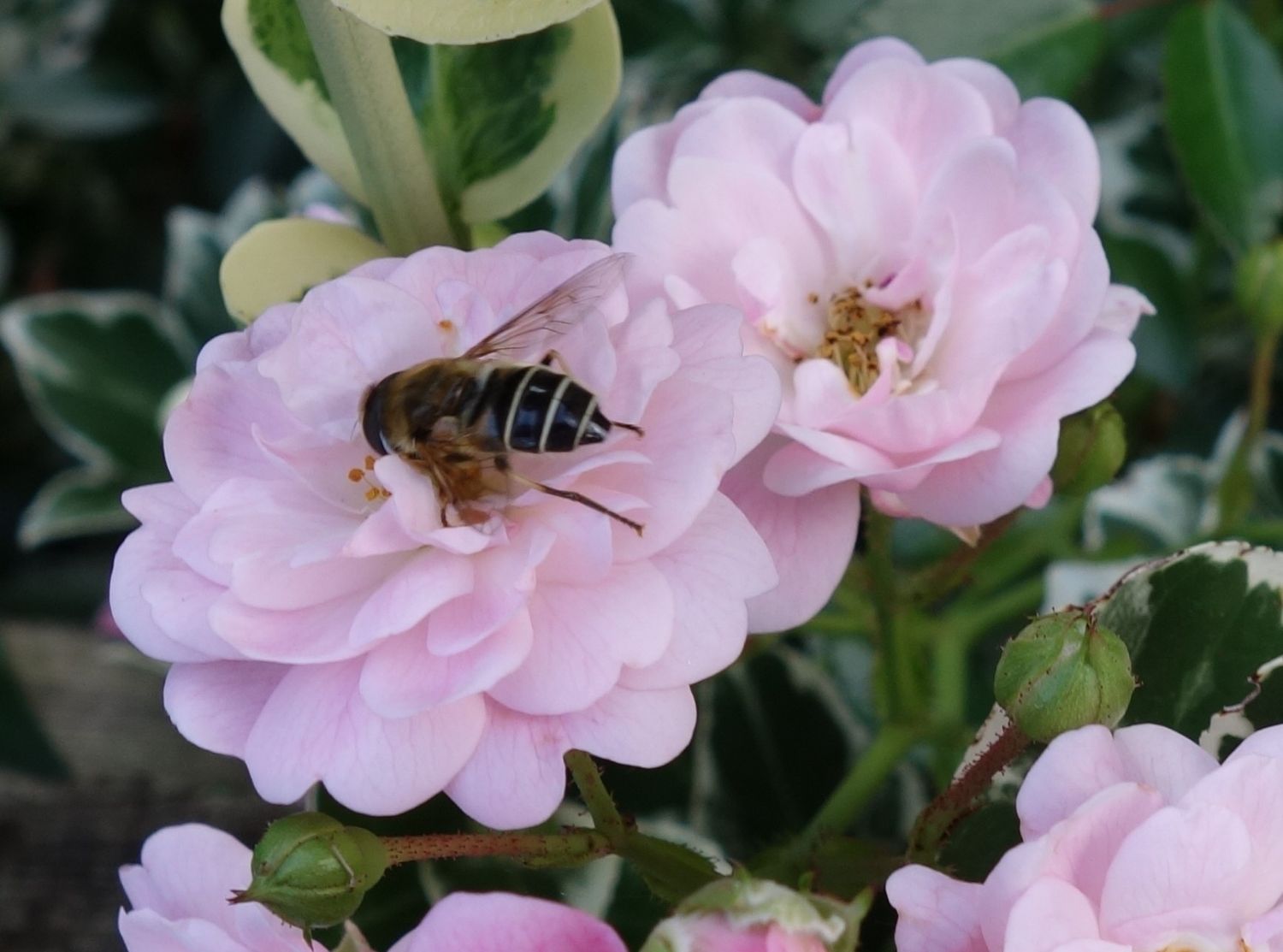 Bodendecker-Rose / Beetrose 'The Fairy' - Rosa 'The Fairy'
