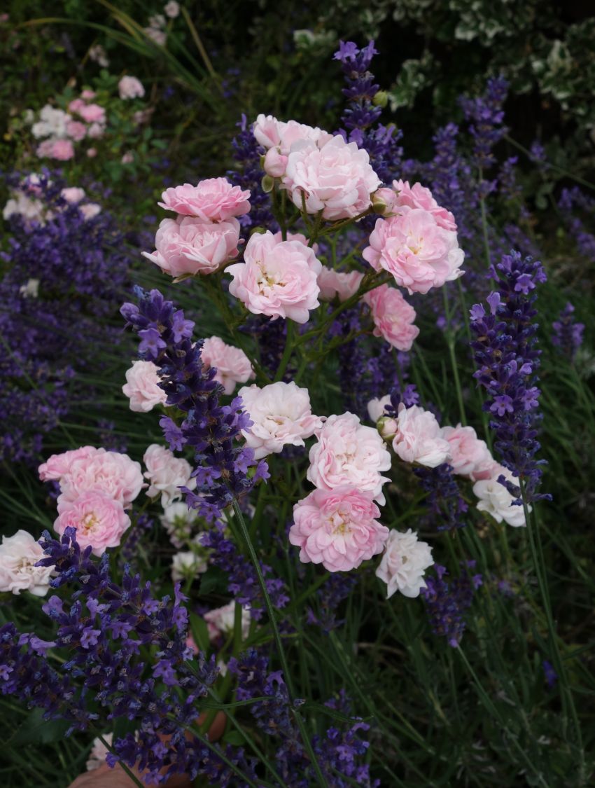 Bodendecker-Rose / Beetrose 'The Fairy' - Rosa 'The Fairy'