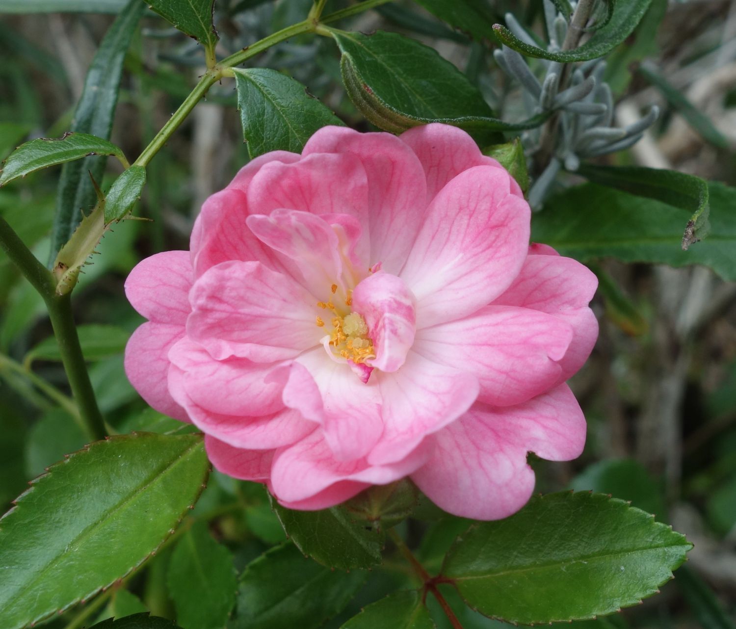 Bodendecker-Rose / Beetrose 'The Fairy' - Rosa 'The Fairy'